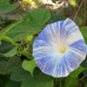 Meet your Posher, M.